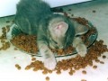 To tired to eat