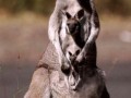 Kangury