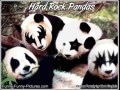 Hardrock pandas