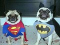 Dogs