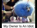 Idiota