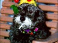 Dog birthday