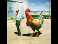 Pollo
