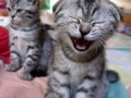 Funny cats