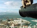 Monkey business