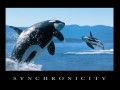 Synchronicity