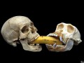 Last banana