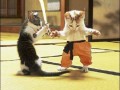 Cat fight