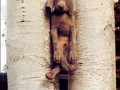 Dog in tree