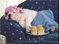 Dog life