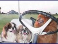Ride