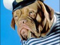 Old sea dog