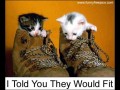 Cats in shoes