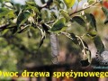 Owoce sprężynowca
