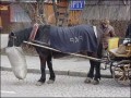 Akcje