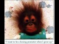 Monkey