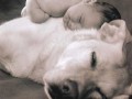 Pet hug