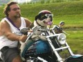 Buldog harley