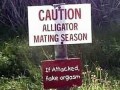 Alligator mating season
