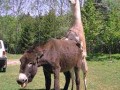 Lama bee