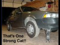 Strong cat