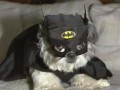 Bat dog