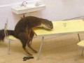 Nutty squirel