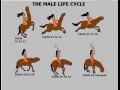 Male life cycle