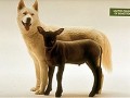 Wolf lamb