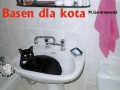 Basen dla kota