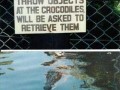 Crocodiles