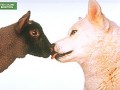 Wolf lamb