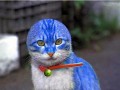 My cat