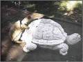 Horny turtle