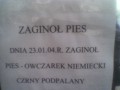 Owczarek