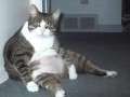 Kicia 24kg