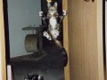 Cats fly