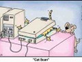 Cats can