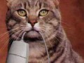 Cat mouse