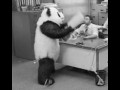Zdenerwowana panda