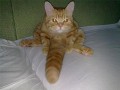 Kocur