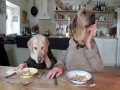 Dwa psy kulturalnie jedzą obiad w restauracji