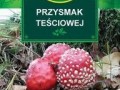 Przysmak teściowej