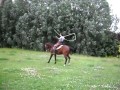 Skakanka