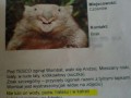 Wombat