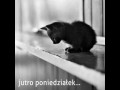 Jutro poniedziałek