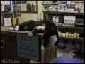Kot