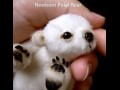 Mały miś polarny