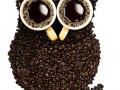 Coffe owl
