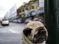 Mops
